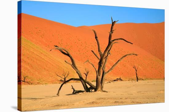 Dead Tree in Sossusvlei-watchtheworld-Stretched Canvas