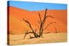 Dead Tree in Sossusvlei-watchtheworld-Stretched Canvas