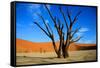 Dead Tree in Sossusvlei-watchtheworld-Framed Stretched Canvas