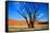 Dead Tree in Sossusvlei-watchtheworld-Framed Stretched Canvas