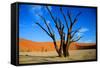 Dead Tree in Sossusvlei-watchtheworld-Framed Stretched Canvas