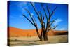 Dead Tree in Sossusvlei-watchtheworld-Stretched Canvas