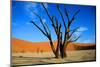 Dead Tree in Sossusvlei-watchtheworld-Mounted Photographic Print