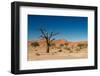 Dead Tree in the Hidden Vlei-Circumnavigation-Framed Photographic Print