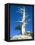 Dead tree in the Yosemite National Park, California, USA-Roland Gerth-Framed Stretched Canvas