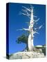 Dead tree in the Yosemite National Park, California, USA-Roland Gerth-Stretched Canvas