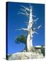 Dead tree in the Yosemite National Park, California, USA-Roland Gerth-Stretched Canvas