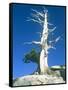 Dead tree in the Yosemite National Park, California, USA-Roland Gerth-Framed Stretched Canvas