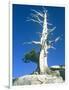 Dead tree in the Yosemite National Park, California, USA-Roland Gerth-Framed Photographic Print