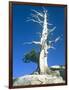 Dead tree in the Yosemite National Park, California, USA-Roland Gerth-Framed Photographic Print