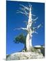 Dead tree in the Yosemite National Park, California, USA-Roland Gerth-Mounted Photographic Print