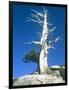 Dead tree in the Yosemite National Park, California, USA-Roland Gerth-Framed Photographic Print