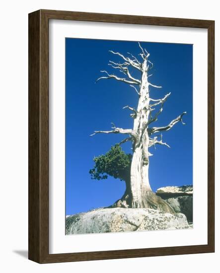 Dead tree in the Yosemite National Park, California, USA-Roland Gerth-Framed Photographic Print