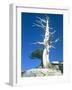 Dead tree in the Yosemite National Park, California, USA-Roland Gerth-Framed Photographic Print