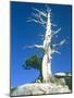 Dead tree in the Yosemite National Park, California, USA-Roland Gerth-Mounted Photographic Print