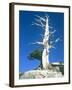 Dead tree in the Yosemite National Park, California, USA-Roland Gerth-Framed Photographic Print