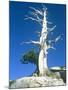 Dead tree in the Yosemite National Park, California, USA-Roland Gerth-Mounted Photographic Print