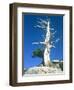 Dead tree in the Yosemite National Park, California, USA-Roland Gerth-Framed Photographic Print