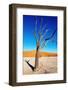 Dead Tree, Namib Desert, Namibia-DmitryP-Framed Photographic Print