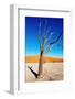 Dead Tree, Namib Desert, Namibia-DmitryP-Framed Photographic Print