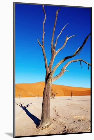 Dead Tree, Namib Desert, Namibia-DmitryP-Mounted Photographic Print
