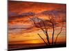 Dead Tree on Lighthouse Beach at Sunrise, Sanibel Island, Florida, USA-Jerry & Marcy Monkman-Mounted Premium Photographic Print