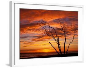 Dead Tree on Lighthouse Beach at Sunrise, Sanibel Island, Florida, USA-Jerry & Marcy Monkman-Framed Photographic Print