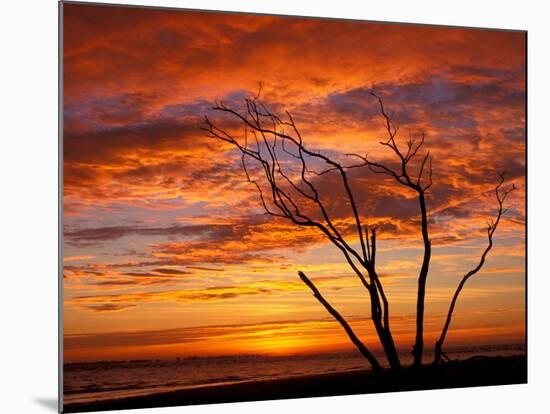 Dead Tree on Lighthouse Beach at Sunrise, Sanibel Island, Florida, USA-Jerry & Marcy Monkman-Mounted Photographic Print