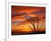 Dead Tree on Lighthouse Beach at Sunrise, Sanibel Island, Florida, USA-Jerry & Marcy Monkman-Framed Photographic Print