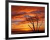 Dead Tree on Lighthouse Beach at Sunrise, Sanibel Island, Florida, USA-Jerry & Marcy Monkman-Framed Photographic Print