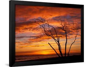 Dead Tree on Lighthouse Beach at Sunrise, Sanibel Island, Florida, USA-Jerry & Marcy Monkman-Framed Photographic Print