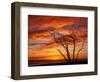 Dead Tree on Lighthouse Beach at Sunrise, Sanibel Island, Florida, USA-Jerry & Marcy Monkman-Framed Photographic Print