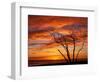 Dead Tree on Lighthouse Beach at Sunrise, Sanibel Island, Florida, USA-Jerry & Marcy Monkman-Framed Photographic Print