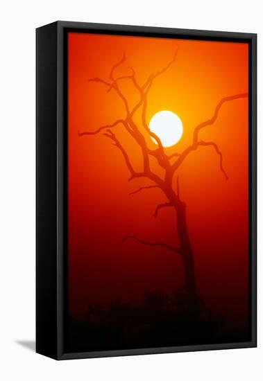 Dead Tree Silhouette with Dusty Sunset - Kruger National Park-Johan Swanepoel-Framed Stretched Canvas