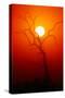 Dead Tree Silhouette with Dusty Sunset - Kruger National Park-Johan Swanepoel-Stretched Canvas