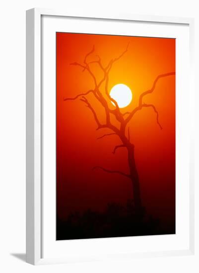 Dead Tree Silhouette with Dusty Sunset - Kruger National Park-Johan Swanepoel-Framed Photographic Print