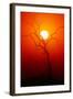 Dead Tree Silhouette with Dusty Sunset - Kruger National Park-Johan Swanepoel-Framed Photographic Print