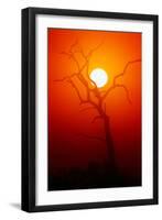 Dead Tree Silhouette with Dusty Sunset - Kruger National Park-Johan Swanepoel-Framed Photographic Print