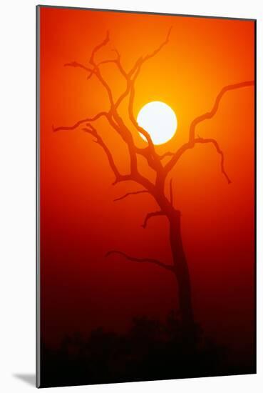 Dead Tree Silhouette with Dusty Sunset - Kruger National Park-Johan Swanepoel-Mounted Photographic Print