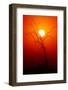 Dead Tree Silhouette with Dusty Sunset - Kruger National Park-Johan Swanepoel-Framed Photographic Print