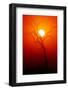 Dead Tree Silhouette with Dusty Sunset - Kruger National Park-Johan Swanepoel-Framed Photographic Print