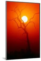 Dead Tree Silhouette with Dusty Sunset - Kruger National Park-Johan Swanepoel-Mounted Photographic Print