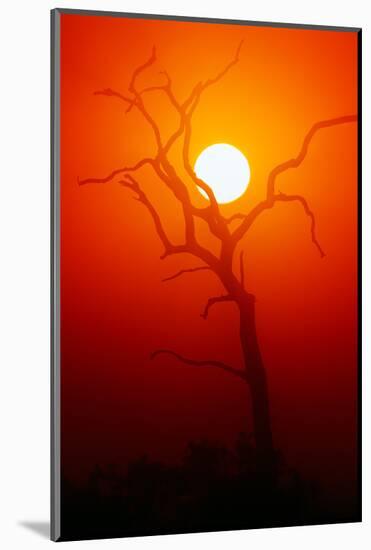 Dead Tree Silhouette with Dusty Sunset - Kruger National Park-Johan Swanepoel-Mounted Photographic Print