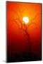 Dead Tree Silhouette with Dusty Sunset - Kruger National Park-Johan Swanepoel-Mounted Photographic Print