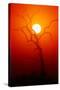 Dead Tree Silhouette with Dusty Sunset - Kruger National Park-Johan Swanepoel-Stretched Canvas