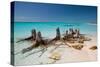 Dead Tree Stumps on a Caribbean Beach in Cuba's Cayo Largo-Alex Saberi-Stretched Canvas