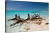 Dead Tree Stumps on a Caribbean Beach in Cuba's Cayo Largo-Alex Saberi-Stretched Canvas