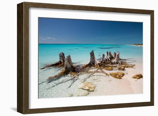 Dead Tree Stumps on a Caribbean Beach in Cuba's Cayo Largo-Alex Saberi-Framed Photographic Print