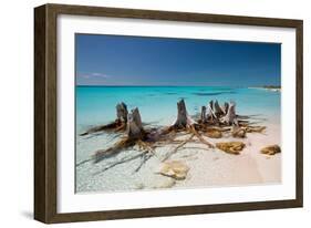 Dead Tree Stumps on a Caribbean Beach in Cuba's Cayo Largo-Alex Saberi-Framed Photographic Print