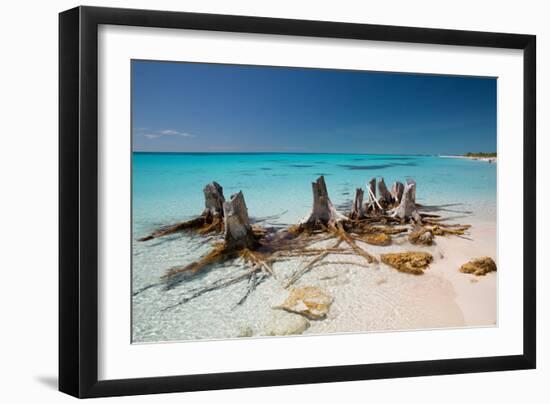 Dead Tree Stumps on a Caribbean Beach in Cuba's Cayo Largo-Alex Saberi-Framed Photographic Print